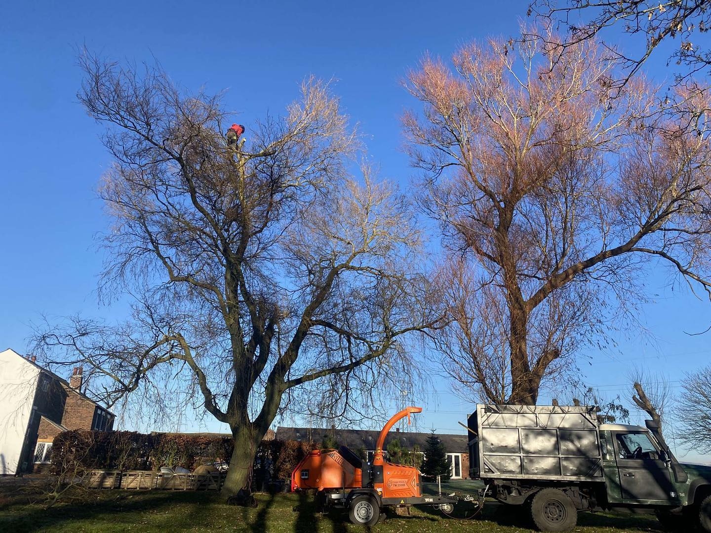 Common Reasons for Tree Removal